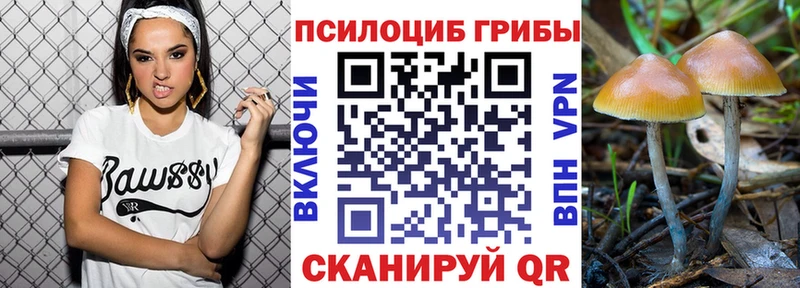 Псилоцибиновые грибы Psilocybe Кочубеевское